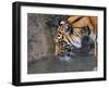 Risk Taker Bengal Tiger and Butterfly-Jai Johnson-Framed Giclee Print