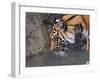 Risk Taker Bengal Tiger and Butterfly-Jai Johnson-Framed Giclee Print