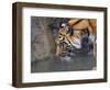 Risk Taker Bengal Tiger and Butterfly-Jai Johnson-Framed Giclee Print