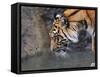 Risk Taker Bengal Tiger and Butterfly-Jai Johnson-Framed Stretched Canvas