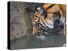 Risk Taker Bengal Tiger and Butterfly-Jai Johnson-Stretched Canvas