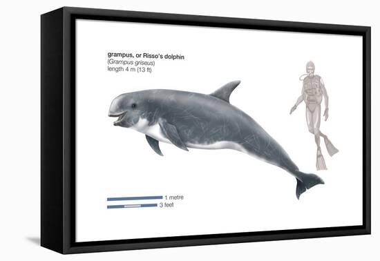 Risso's Dolphin or Grampus (Grampus Griseus), Mammals-Encyclopaedia Britannica-Framed Stretched Canvas
