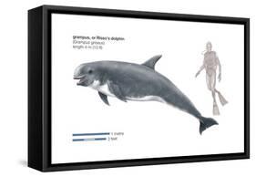 Risso's Dolphin or Grampus (Grampus Griseus), Mammals-Encyclopaedia Britannica-Framed Stretched Canvas