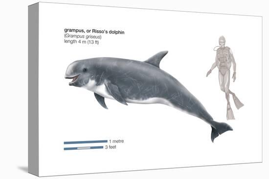 Risso's Dolphin or Grampus (Grampus Griseus), Mammals-Encyclopaedia Britannica-Stretched Canvas