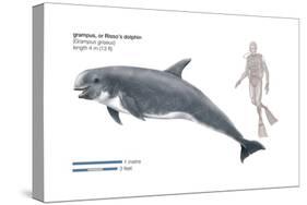 Risso's Dolphin or Grampus (Grampus Griseus), Mammals-Encyclopaedia Britannica-Stretched Canvas