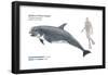 Risso's Dolphin or Grampus (Grampus Griseus), Mammals-Encyclopaedia Britannica-Framed Poster