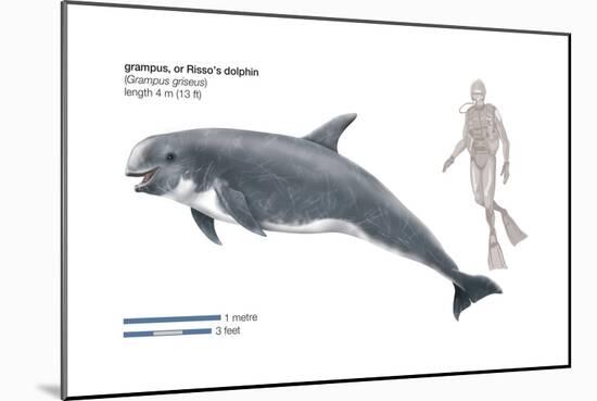 Risso's Dolphin or Grampus (Grampus Griseus), Mammals-Encyclopaedia Britannica-Mounted Poster