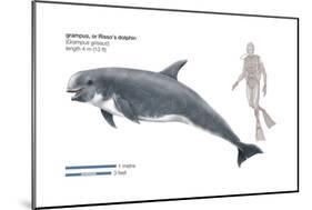 Risso's Dolphin or Grampus (Grampus Griseus), Mammals-Encyclopaedia Britannica-Mounted Poster