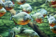 Flock of Piranhas Swim Nature Wildlife-risteski goce-Photographic Print