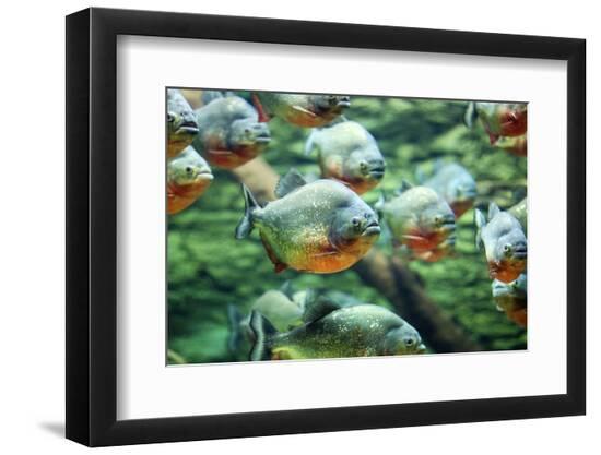 Premium Photographic Print, , large