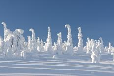 Snowy Forest in Lapland, Finland-Risto0-Photographic Print