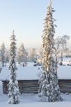 Snowy Forest in Lapland, Finland-Risto0-Photographic Print