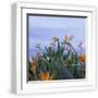 Chelsea White