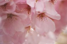 Cherry Blossoms I-Rita Crane-Art Print