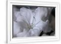 Gramercy White