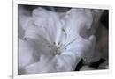 Gramercy White
