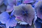 Laminate