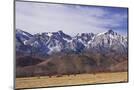 Wood Mount