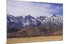 Wood Mount
