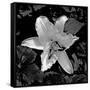 Canvas Black
