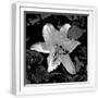 White Frame