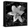 Canvas Black