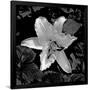 Gramercy Black