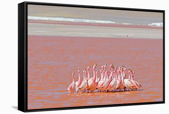 Ritual Dance of Flamingo, Wildlife, Laguna Colorada (Red Lagoon), Altiplano, Bolivia-Helen Filatova-Framed Stretched Canvas