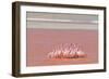 Ritual Dance of Flamingo, Wildlife, Laguna Colorada (Red Lagoon), Altiplano, Bolivia-Helen Filatova-Framed Photographic Print