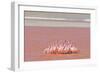 Ritual Dance of Flamingo, Wildlife, Laguna Colorada (Red Lagoon), Altiplano, Bolivia-Helen Filatova-Framed Photographic Print