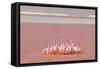 Ritual Dance of Flamingo, Wildlife, Laguna Colorada (Red Lagoon), Altiplano, Bolivia-Helen Filatova-Framed Stretched Canvas