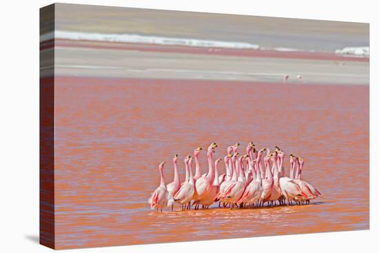 Ritual Dance of Flamingo, Wildlife, Laguna Colorada (Red Lagoon), Altiplano, Bolivia-Helen Filatova-Stretched Canvas