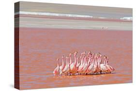 Ritual Dance of Flamingo, Wildlife, Laguna Colorada (Red Lagoon), Altiplano, Bolivia-Helen Filatova-Stretched Canvas