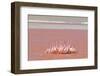 Ritual Dance of Flamingo, Wildlife, Laguna Colorada (Red Lagoon), Altiplano, Bolivia-Helen Filatova-Framed Photographic Print