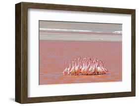 Ritual Dance of Flamingo, Wildlife, Laguna Colorada (Red Lagoon), Altiplano, Bolivia-Helen Filatova-Framed Photographic Print