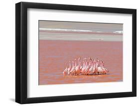 Ritual Dance of Flamingo, Wildlife, Laguna Colorada (Red Lagoon), Altiplano, Bolivia-Helen Filatova-Framed Photographic Print