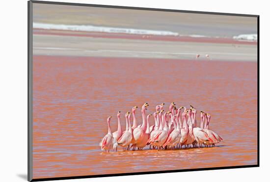 Ritual Dance of Flamingo, Wildlife, Laguna Colorada (Red Lagoon), Altiplano, Bolivia-Helen Filatova-Mounted Photographic Print