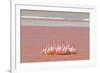 Ritual Dance of Flamingo, Wildlife, Laguna Colorada (Red Lagoon), Altiplano, Bolivia-Helen Filatova-Framed Photographic Print