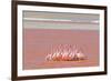 Ritual Dance of Flamingo, Wildlife, Laguna Colorada (Red Lagoon), Altiplano, Bolivia-Helen Filatova-Framed Photographic Print