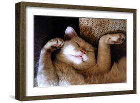 Ritz Fast Asleep-Hilary Evans-Framed Art Print