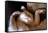 Ritz Fast Asleep-Hilary Evans-Framed Stretched Canvas