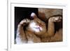 Ritz Fast Asleep-Hilary Evans-Framed Premium Giclee Print