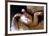 Ritz Fast Asleep-Hilary Evans-Framed Premium Giclee Print