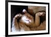 Ritz Fast Asleep-Hilary Evans-Framed Premium Giclee Print