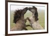 Rivalry-Staffan Widstrand-Framed Giclee Print