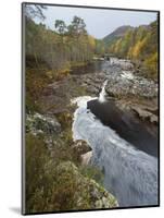 River Affric Flowing Through Silver Birch and Scots Pine Woodland in Autumn, Glen Affric, Scotland-Mark Hamblin-Mounted Photographic Print