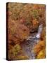 River and Autumn Leaves-null-Stretched Canvas