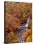 River and Autumn Leaves-null-Stretched Canvas
