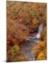 River and Autumn Leaves-null-Mounted Premium Photographic Print