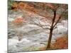 River and Autumn Leaves-null-Mounted Photographic Print